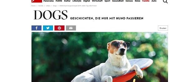 Stern.de Dogs Sommer Gewinnspiel für Hunde und Besitzer