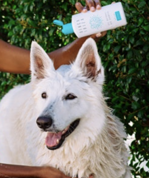 WUNDERWEIB Gewinnspiel: Denca Ibiza Hundeshampoos zu gewinnen